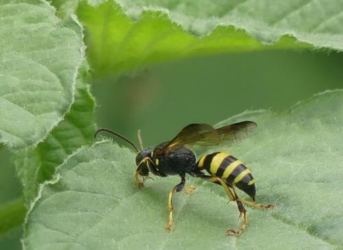 Gorytes laticinctus